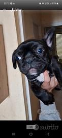 Cucciolo bulldog francese