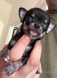 Chihuahua mini toy