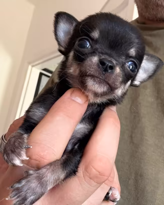 Chihuahua mini toy