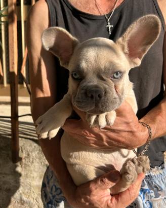 Maschietto bulldog francese lilac fawn