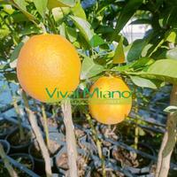 Piante di Arancio Navel - Scegli la varietà 🍊