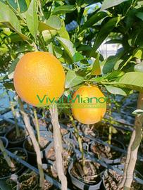 Piante di Arancio Navel - Scegli la varietà 🍊