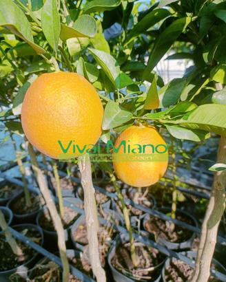 Piante di Arancio Navel - Scegli la varietà 🍊