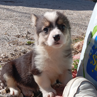 Welsh corgi Pembroke