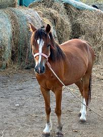 Poni