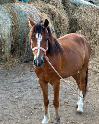 Poni