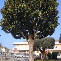 Albero di magnolia grandiflora