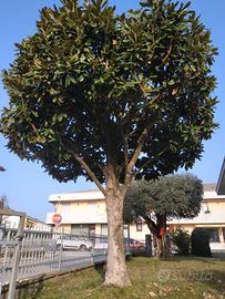 Albero di magnolia grandiflora