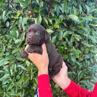 Labrador disponibili subito chocolate cioccolat