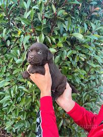 Labrador disponibili subito chocolate cioccolat