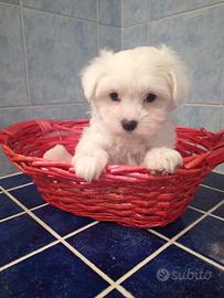 Maltipoo toy piccola meraviglia
