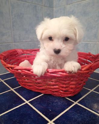 Maltipoo toy piccola meraviglia