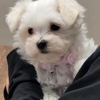 Cucciolata maltese maschietti