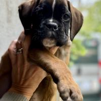 Cucciola boxer fulva 2 mesi