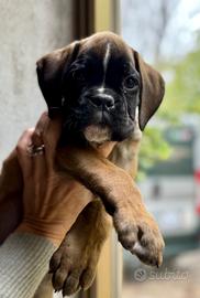 Cucciola boxer fulva 2 mesi