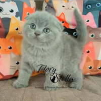 Scottish Straight & Fold