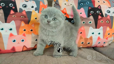 Scottish Straight & Fold