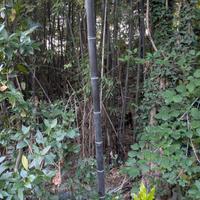 Big Bamboo  verghe di bambu nero da 5 metri in su