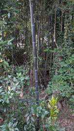 Big Bamboo  verghe di bambu nero da 5 metri in su