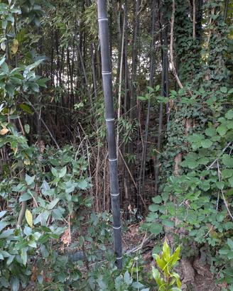 Big Bamboo  verghe di bambu nero da 5 metri in su