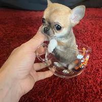 Chihuahua Femmina Mini 3 mesi
