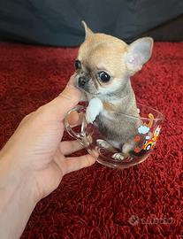 Chihuahua Femmina Mini 3 mesi