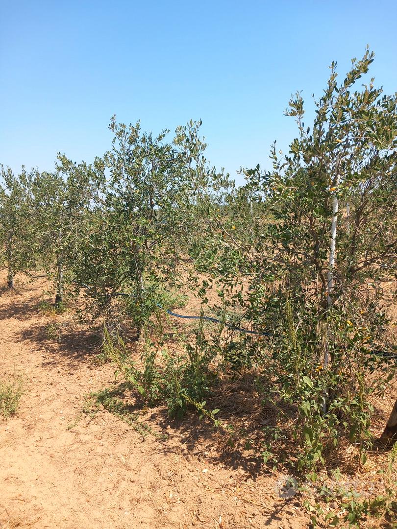 Oliveto con casetta - Vista 4