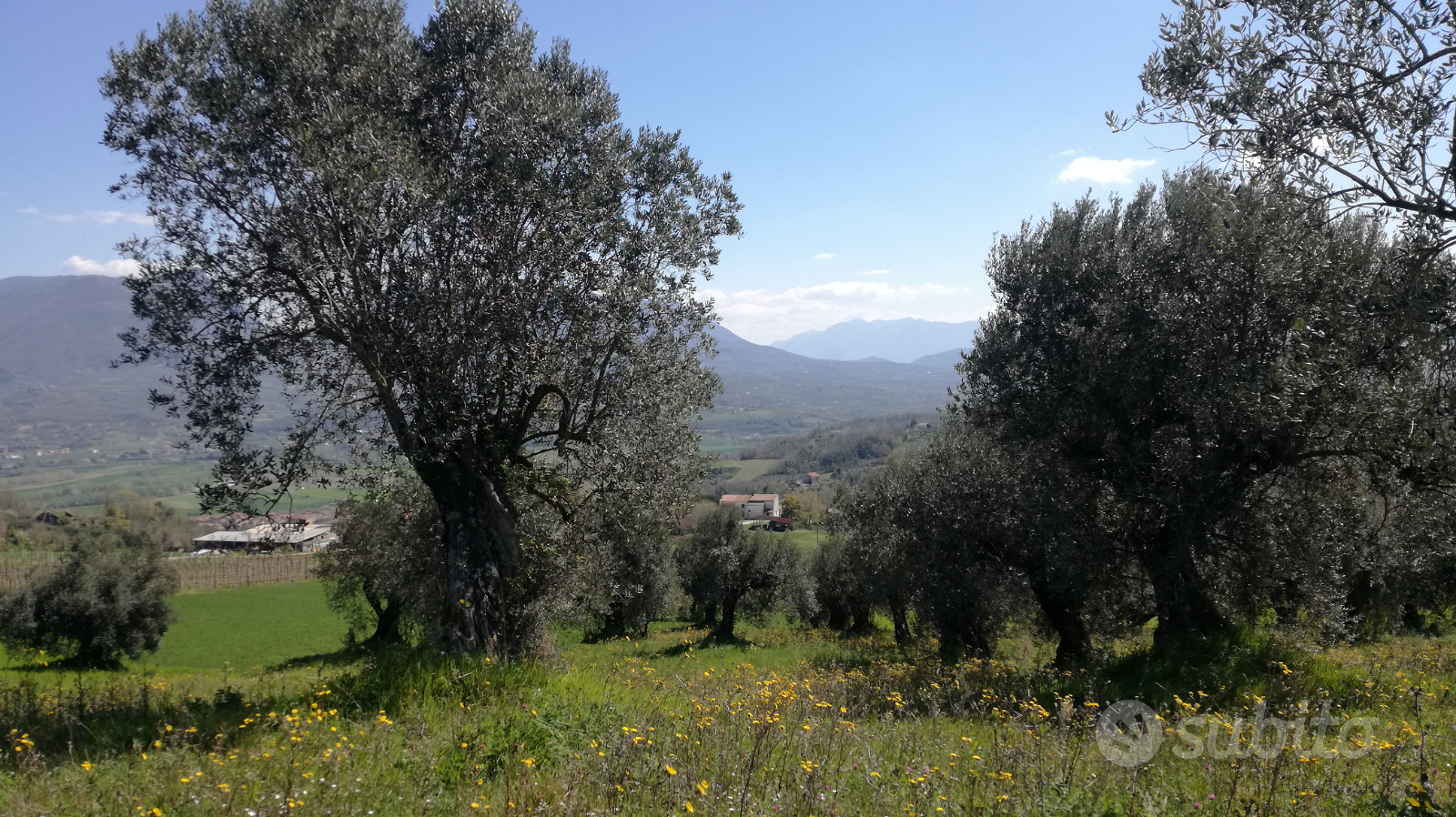 Appezzamento di terreno con ulivi - Vista 3