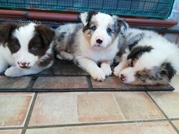 Border collie blu merle red liliac Sable tricolore