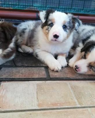 Border collie blu merle red liliac Sable tricolore