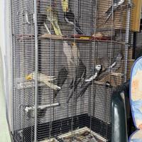 Pappagalli Calopsite