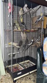 Pappagalli Calopsite