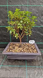 Bonsai di Azalea Giapponese Nana 175