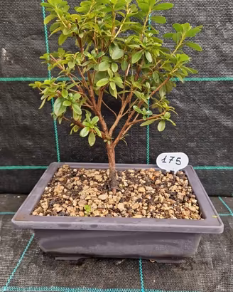 Bonsai di Azalea Giapponese Nana 175