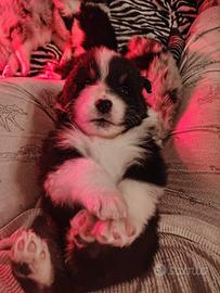 Cuccioli pastore australiano