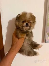 Spitz Pomerania Toy Femmina