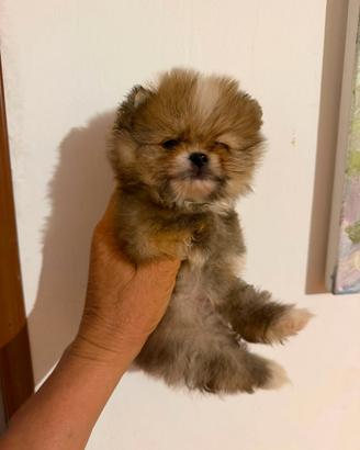Spitz Pomerania Toy Femmina