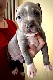 American Staffordshire Terrier