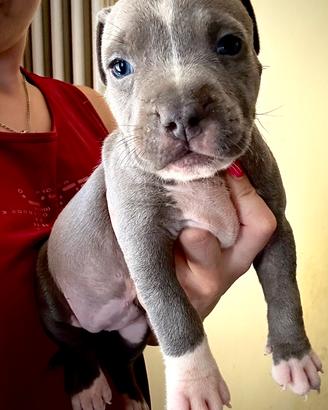 American Staffordshire Terrier