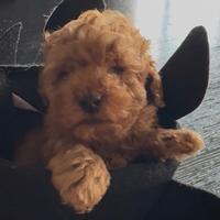 Barboncino Tacup e toy