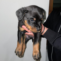 Rottweiler