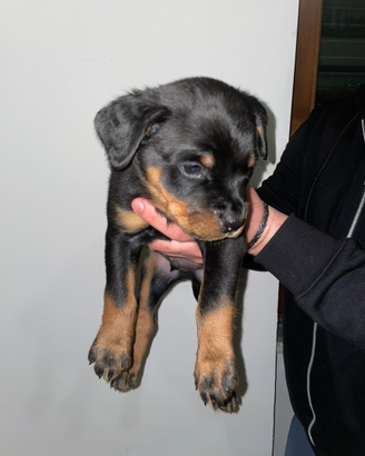 Rottweiler