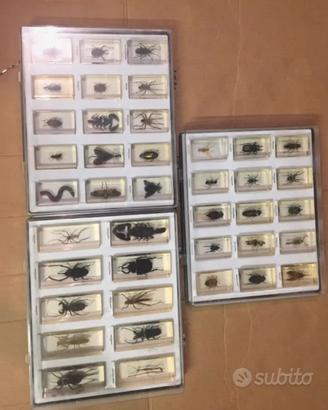 insetti da collezione 