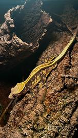 Correlophus ciliatus Harlequin Full Pin