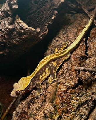 Correlophus ciliatus Harlequin Full Pin