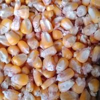 Mais essiccato al naturale