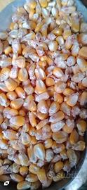 Mais essiccato al naturale