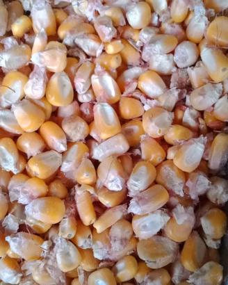 Mais essiccato al naturale