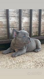 Cuccioli di bulldog francese Fluffy Lilac tan