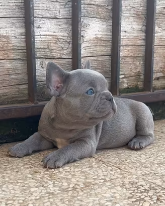 Cuccioli di bulldog francese Fluffy Lilac tan